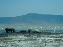 Ngorongoro