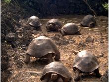 Tortugas gigantes