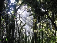 El monte Celaque, una fábrica de agua