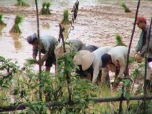 Plantando arroz