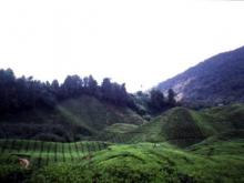 Cameron highlands