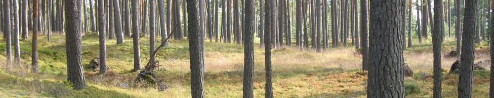 Un bosque de verdad en Estonia